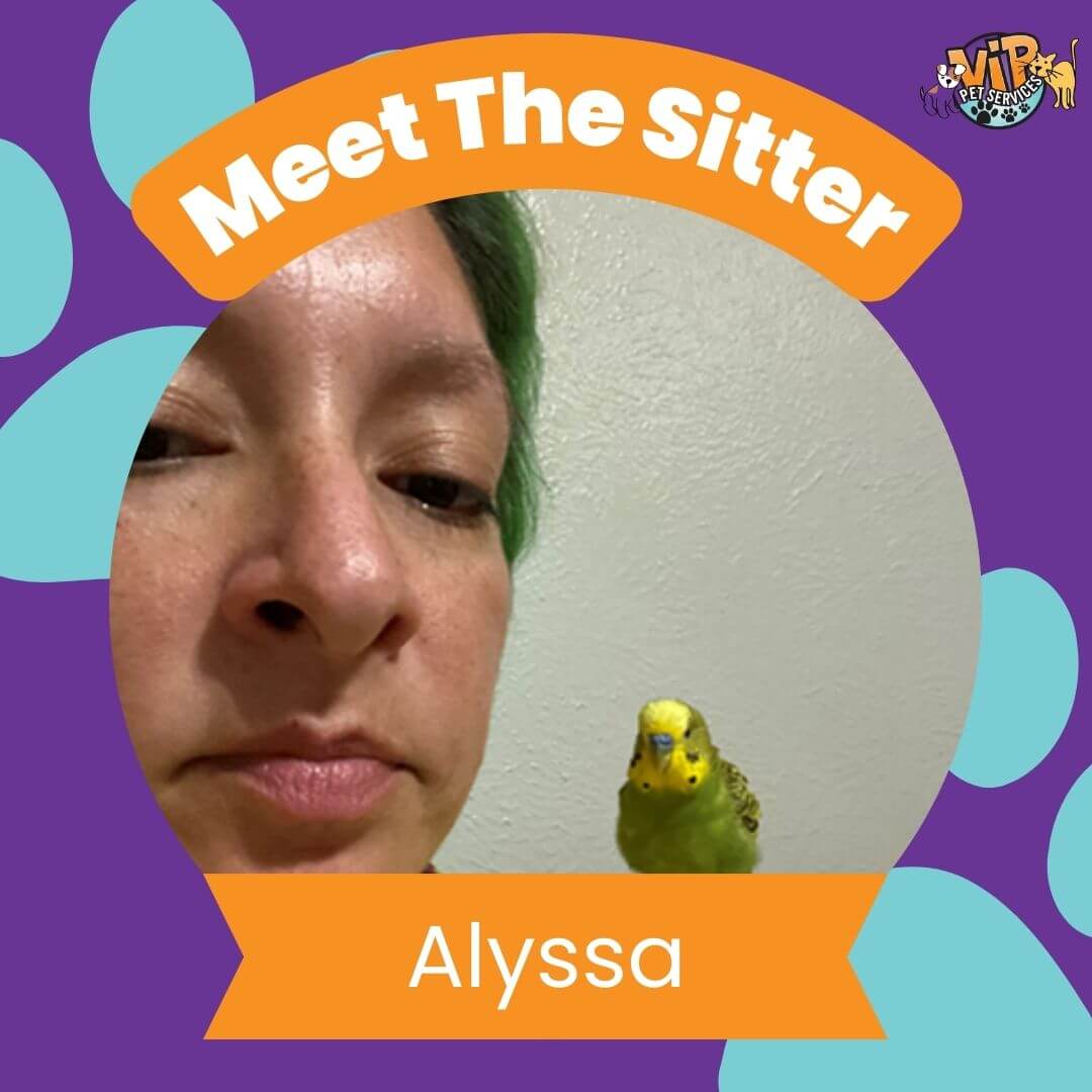 pet sitter alyssa