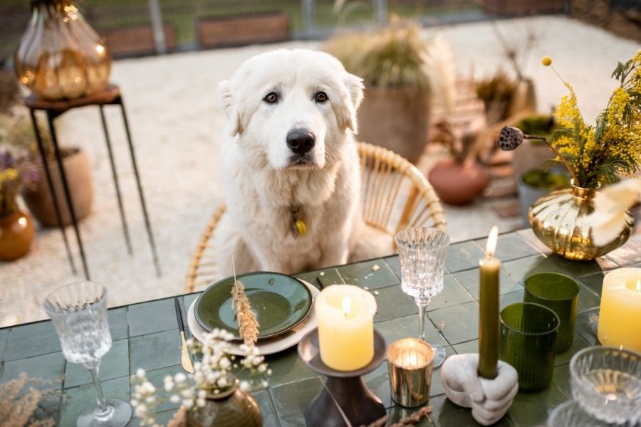 5 Dog Friendly Restaurants in Austin 