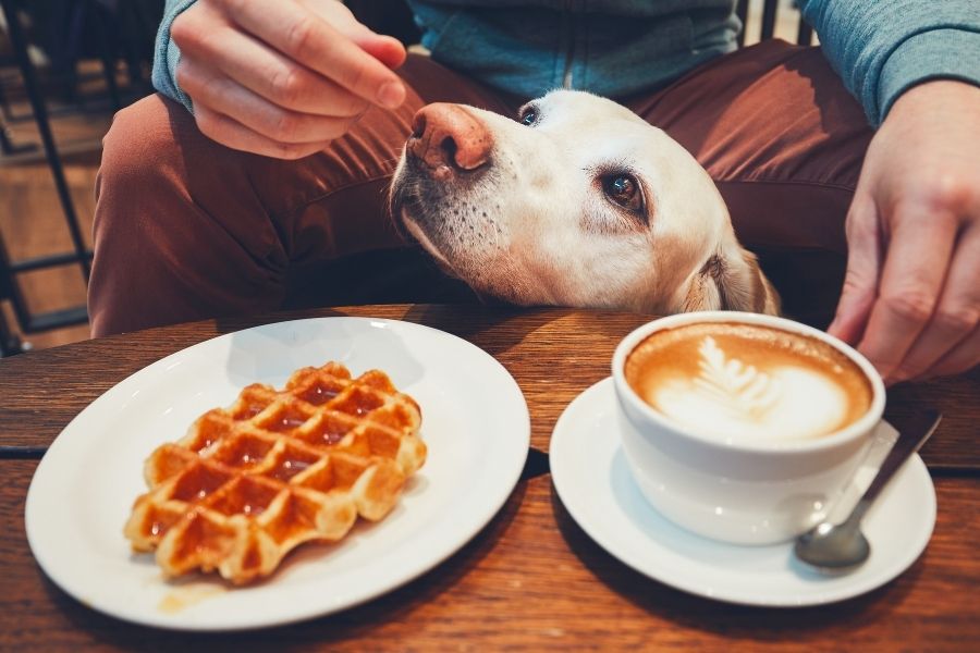 5 Dog Friendly Restaurants in Austin