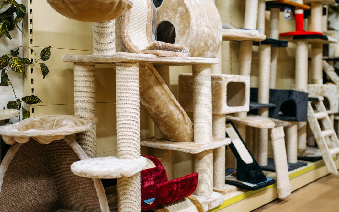 5 Ways to Keep Your Cat in Shape