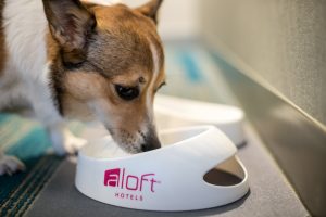 Corgi dog drinks out of water bowl offered by hotel.