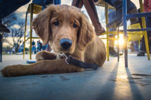 Dog laying on public patio