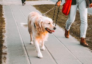 Golden Retriever walks with dog walker in Dallas