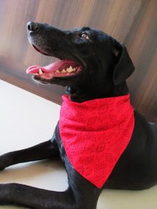 Black dog looking up wearing a red bandanna around it's neck