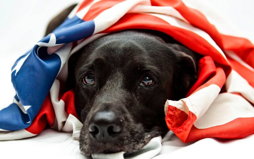 Enjoying 4th of July with your Precious Pets
