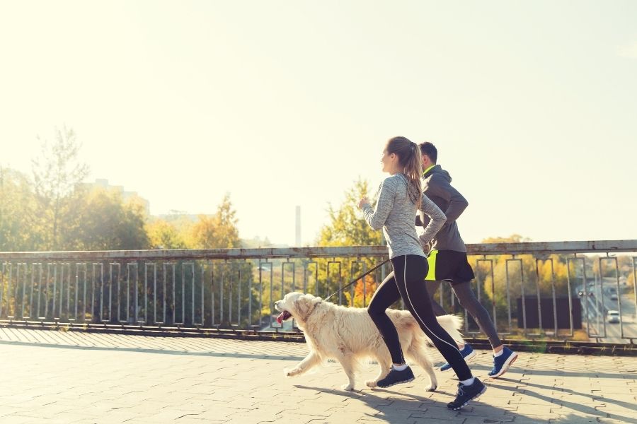 Can you Over-Exercise your Dog?