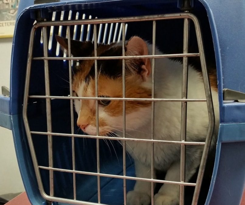 Traveling With Pets? These Are The Best Pet Carriers