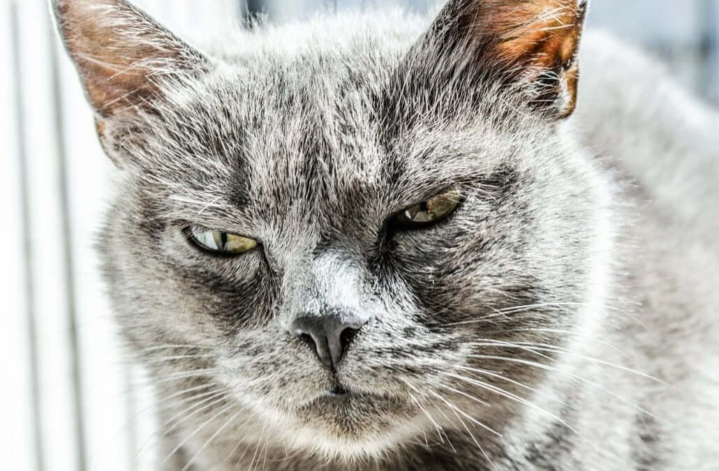Is Your Cat Hissing? Here’s What It Could Mean