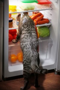 Cat in Fridge
