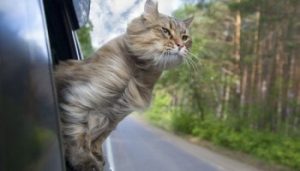 head cat out of a car window in motion. summer
