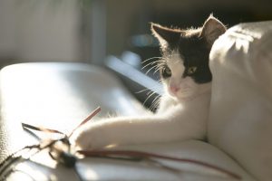 Cat on couch playing with toy on a string