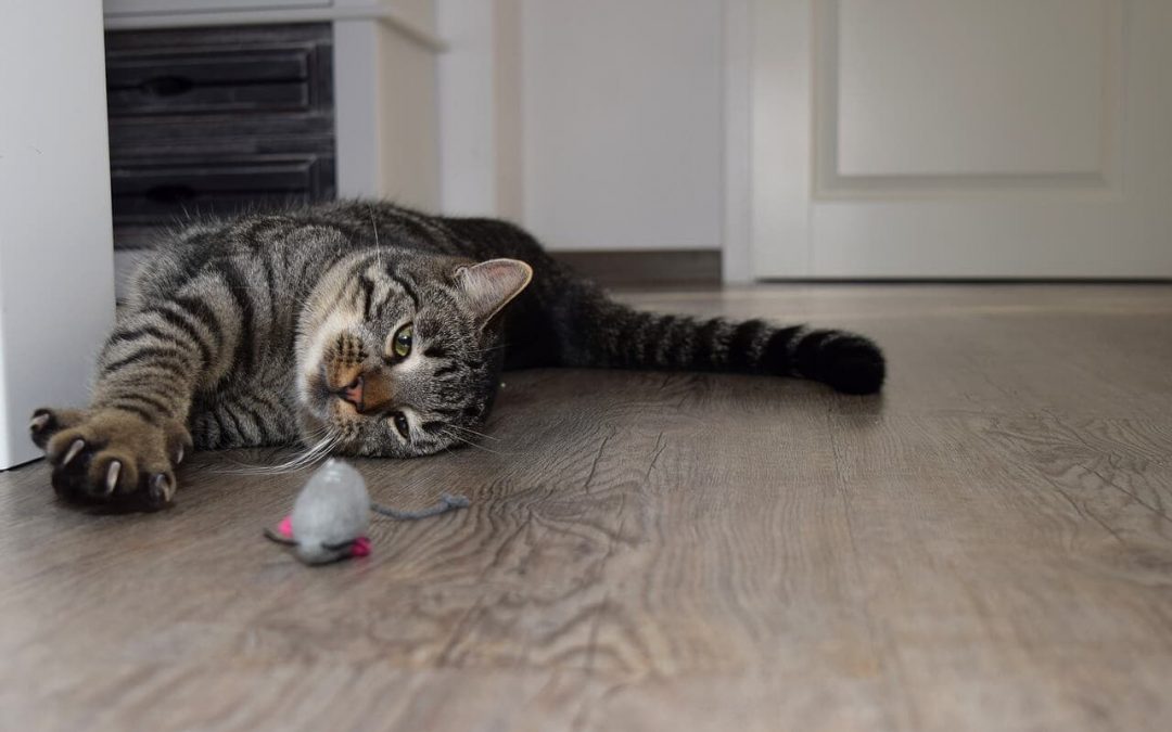 It’s Cat Playtime!