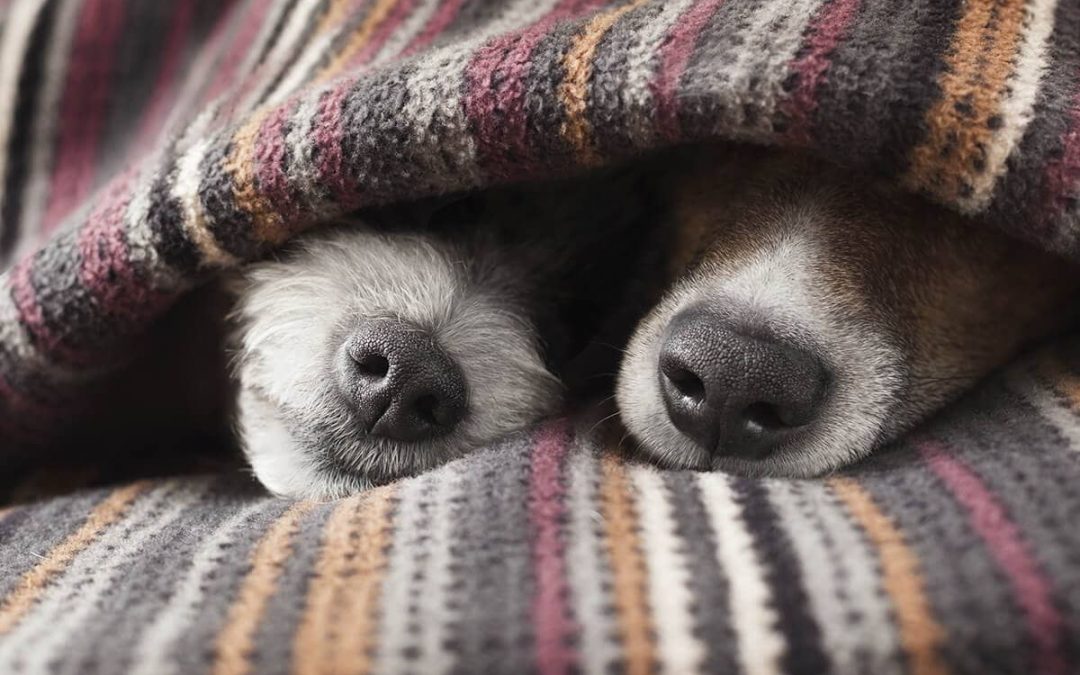 6 Cold Weather Tips to Keep Your Pets Safe