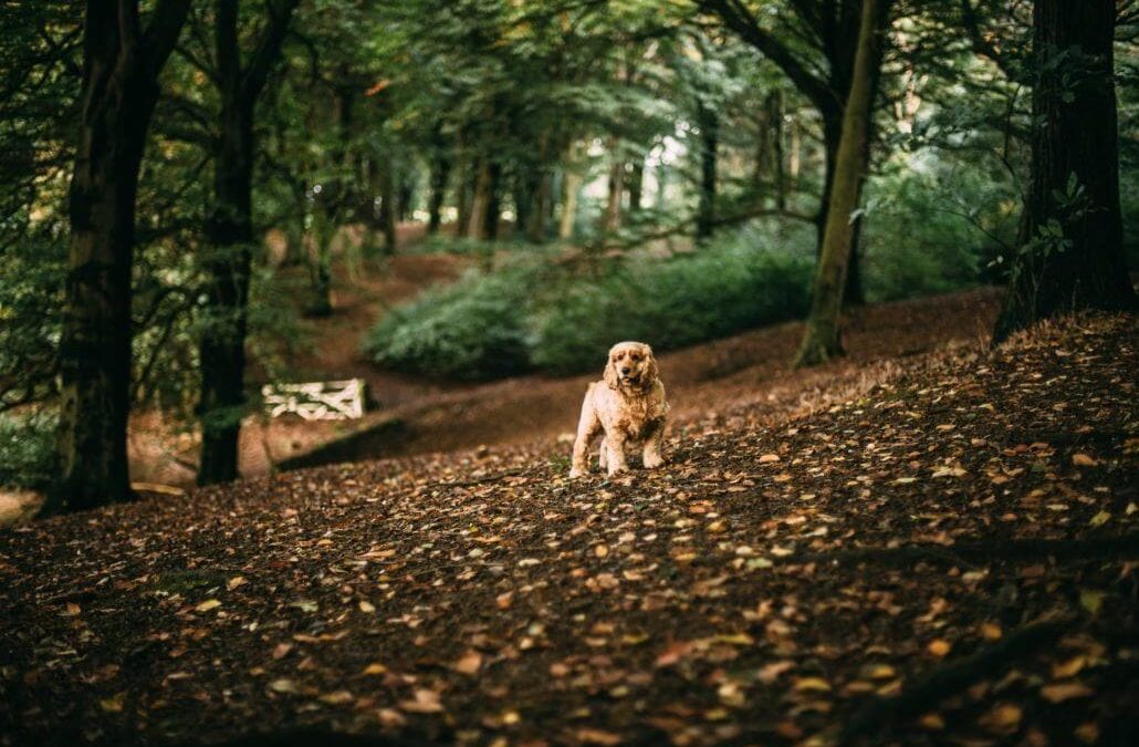 Do You Have an Eco-Friendly Pet? Tips for Going Green