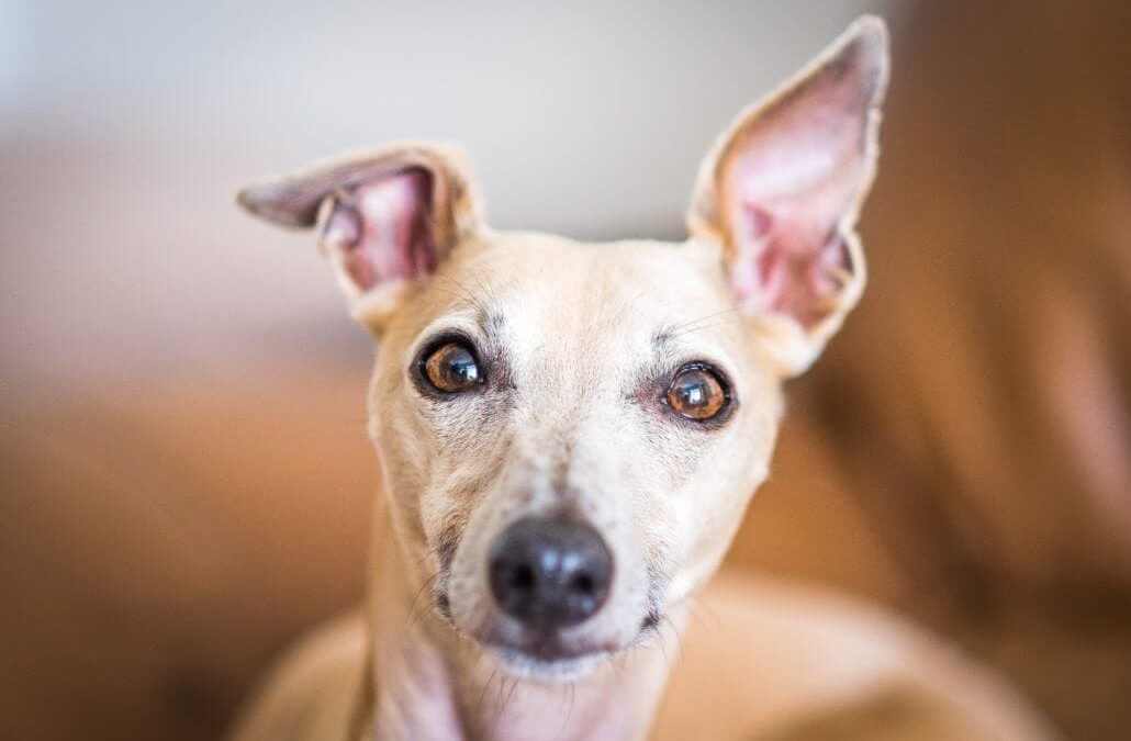 Causes, Symptoms and Treatment of Deafness in Pets