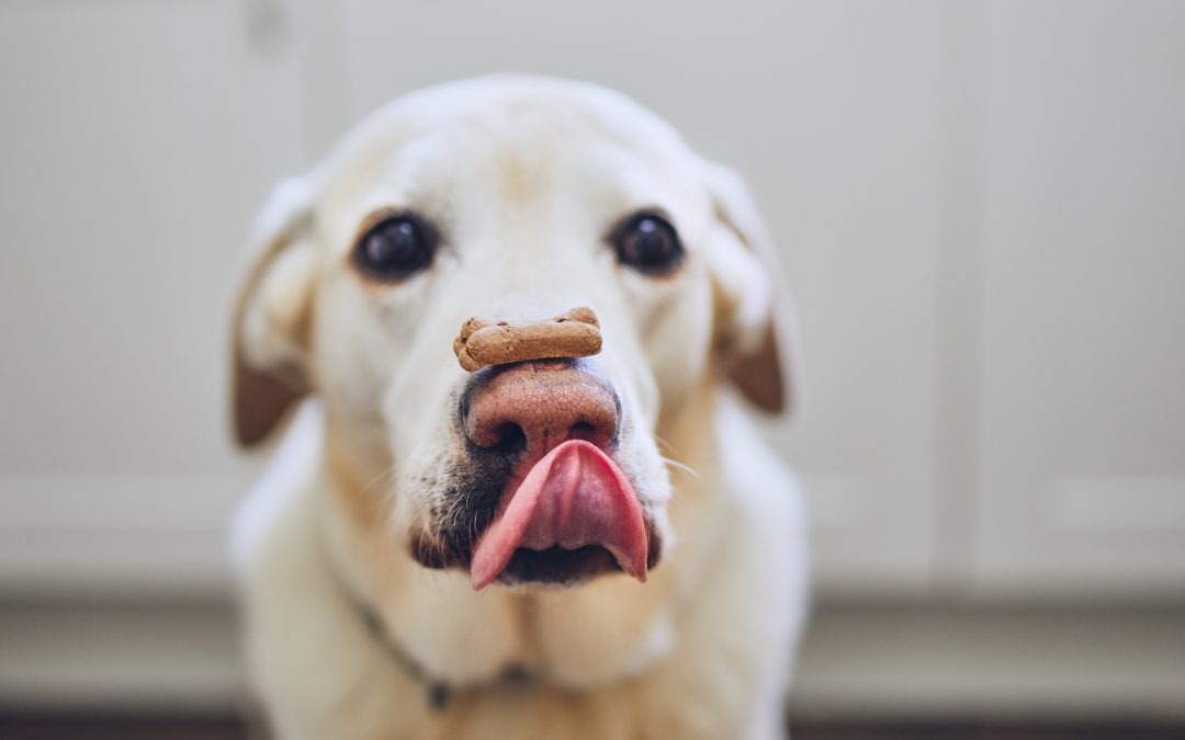 The Best Dog Tricks for National Train your Dog Month