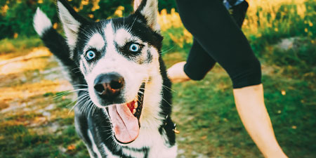 Dog Jogging in Dallas and Austin, TX