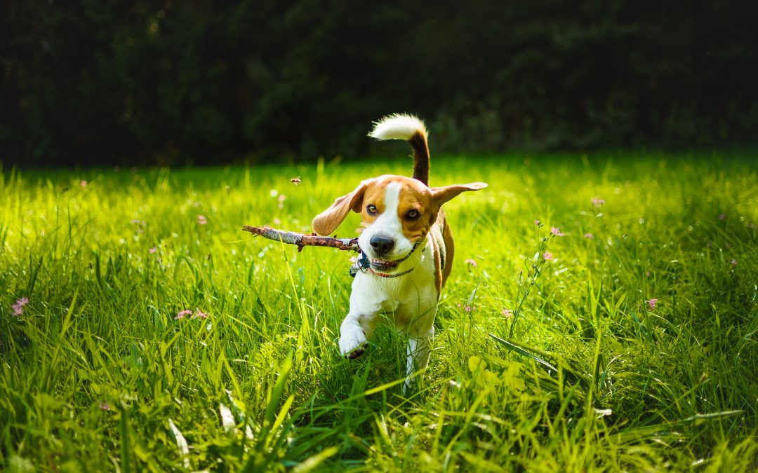 How Much Exercise Does My Dog Need?