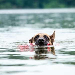 Dog swimming in lake with toy in mouth