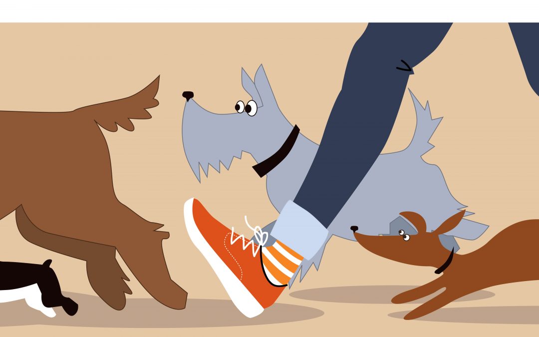 dog walker legs and dogs