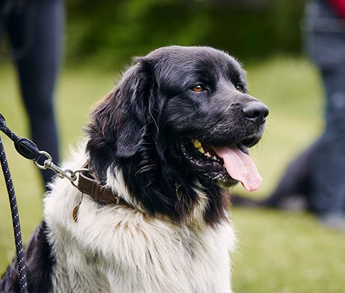 Dog Walking Austin Texas