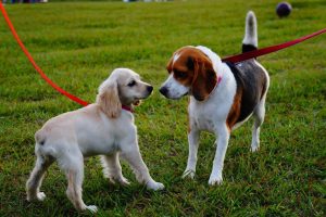 Local Pet Sitting & Dog Walkers Farmers Branch, TX