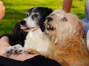 Two dogs with paws on human leg wanting treats