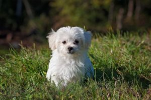 Expert Pet Sitting And Dog Walking Service In Plano, TX