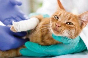 Injured orange cat with paw wrapped in gauze in the hands of a vet with gloves