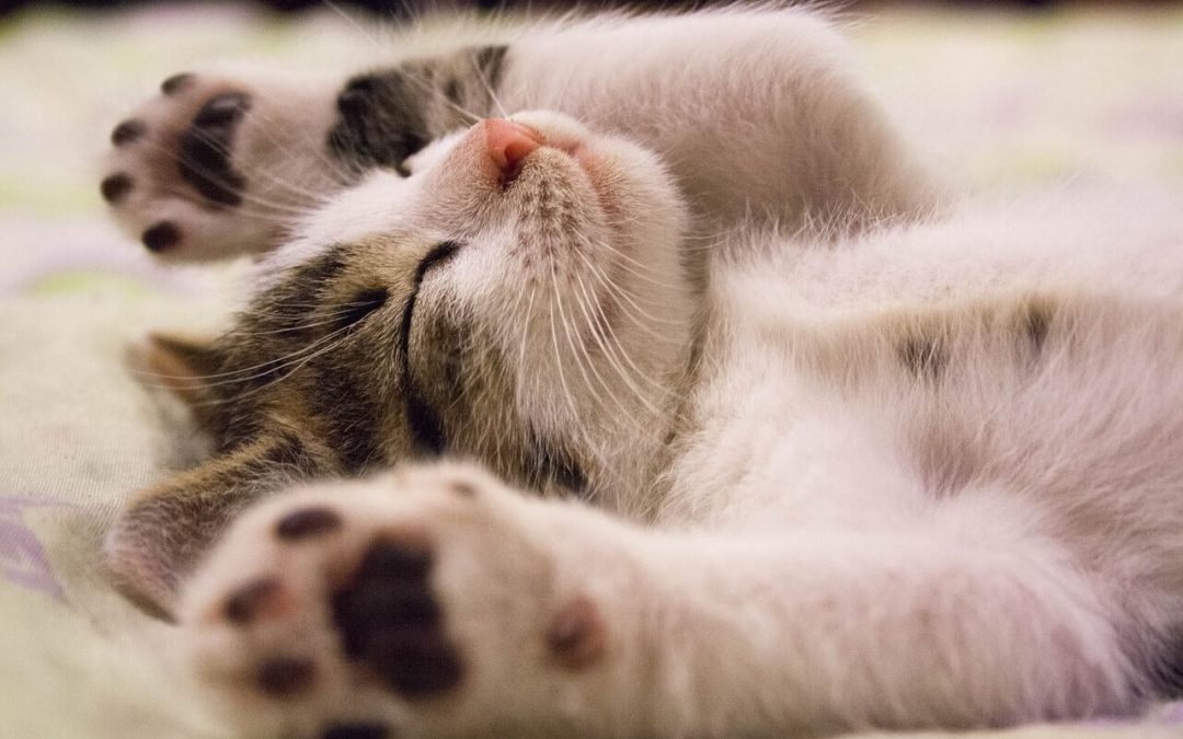 Why Do Cats Purr?