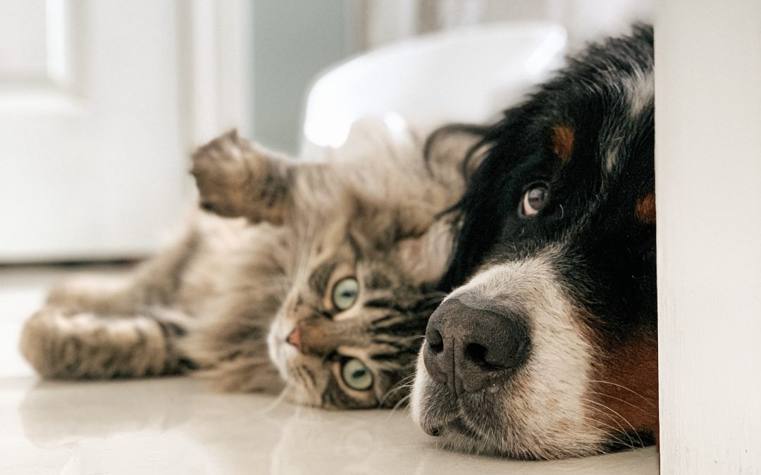 The Scoop on the Best Pet Sitting Services in Frisco, TX