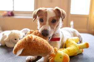 Jack Russell Terrier plays with stuffed dog toys