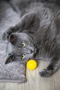 Gray cat plays with yellow ball