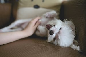 Little white dog getting petted