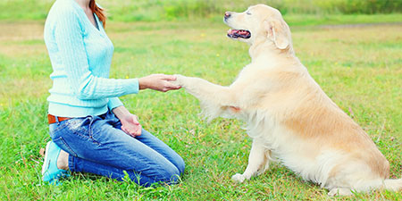 Pet Sit and Training