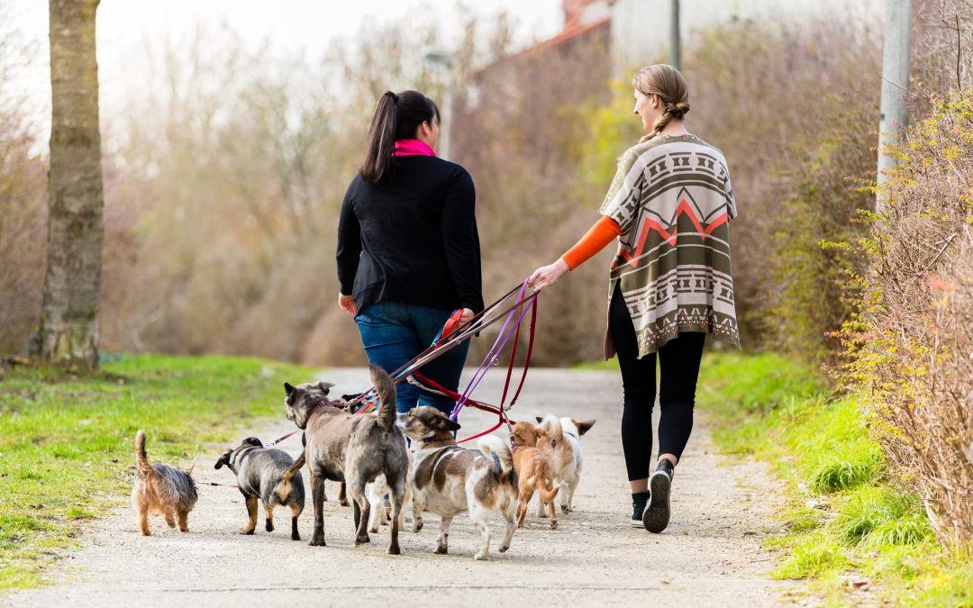 4 Expert Dog Walking Tips for Cold Winter Weather