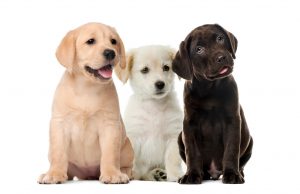 pet sitters dog walkers mckinney