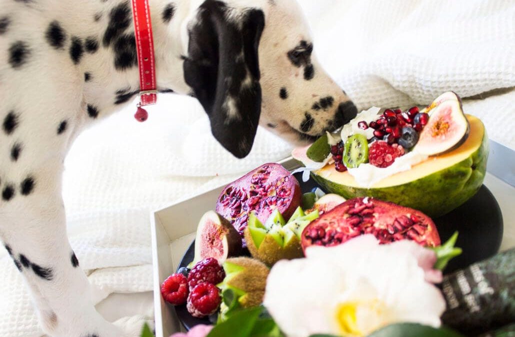 Dalmatian eating fruit