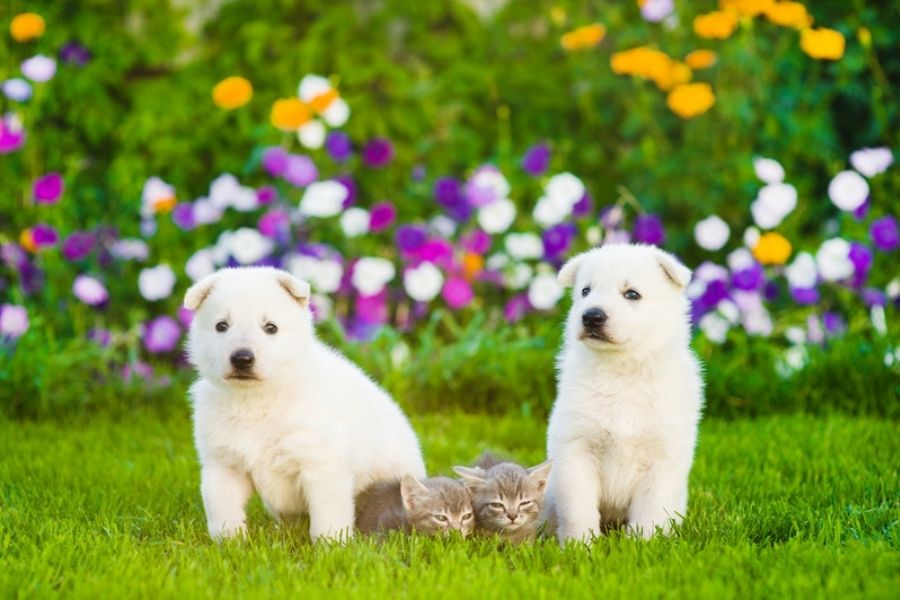 Puppy and Kitten Care_ Best Practices