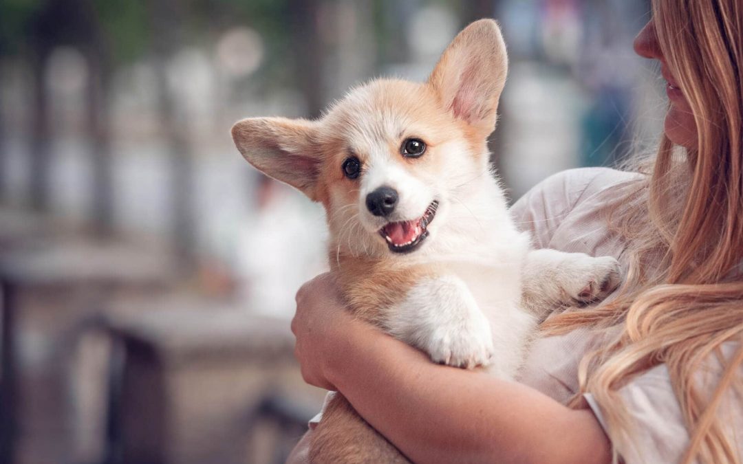 Welsh corgi pembroke puppy on its owners hands