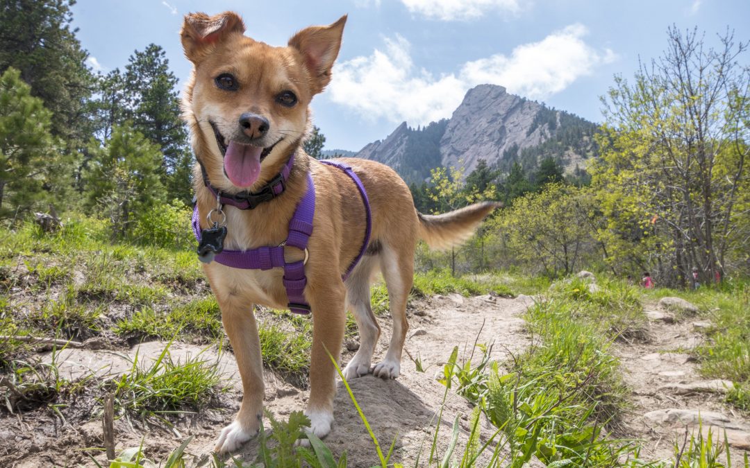 Great Places for Dog Walking in Dallas