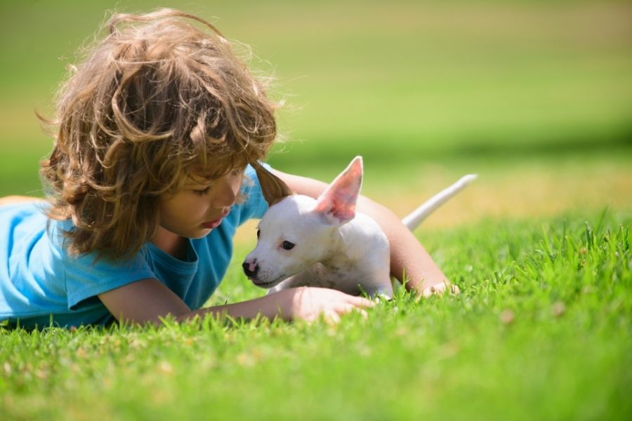 6 Common Lawn Products Toxic to Pets