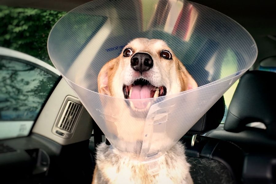 Everything You Need to Know About Dog Hot Spots