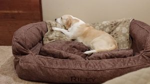 Dog in very large dog bed.