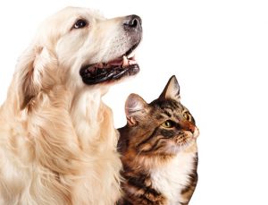 Dog and Cat staring to right of screen