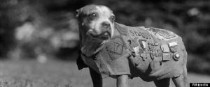 Unsung Animal Heroes on Memorial Day