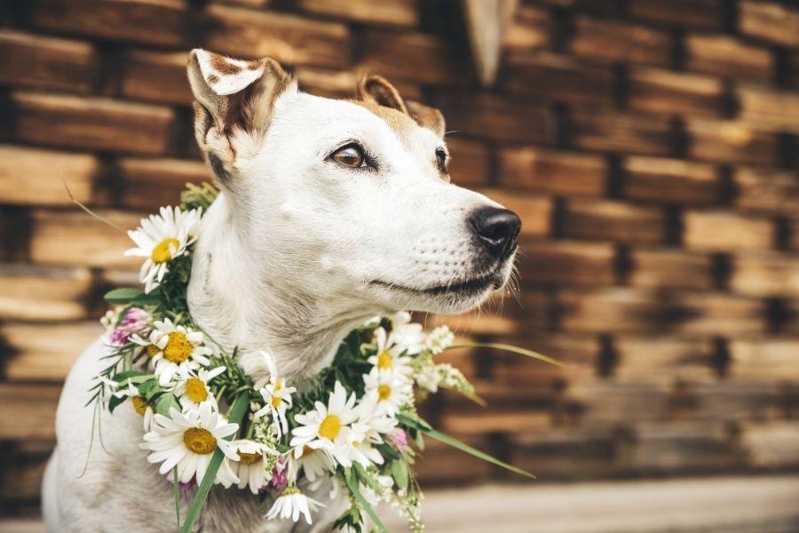 Spring Is Here! Where to Take Your Dog in Austin and Dallas
