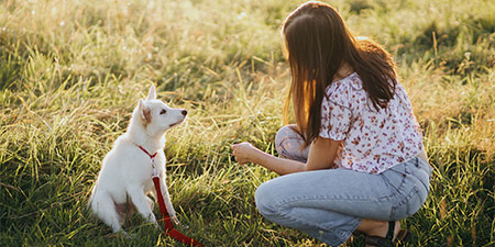 Puppy Training Packages