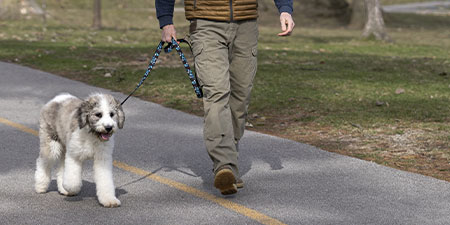 Walk and Train - Dog Training