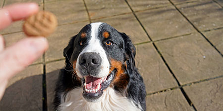 Weekly Programs Dog Training